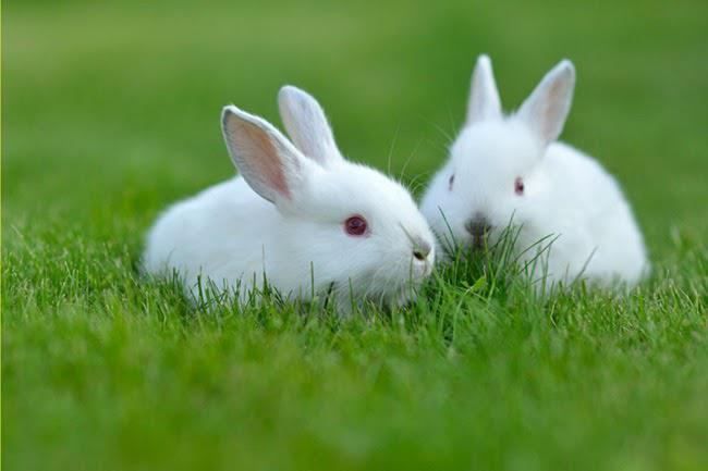 Phân tích nằm mơ thấy thỏ đánh con gì dễ trúng cả lô?