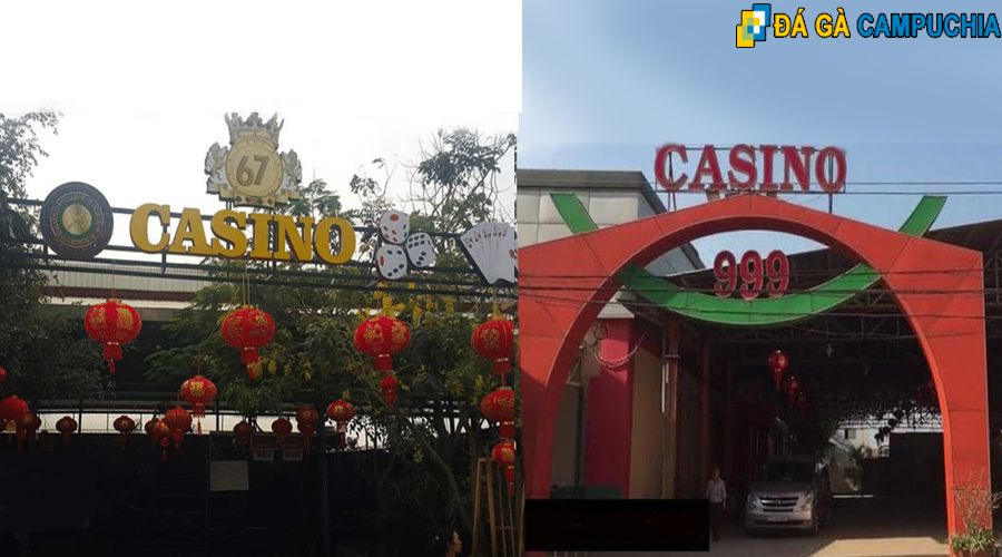 Trường gà Út Tráng ở Campuchia (Casino 999 và Casino 67)